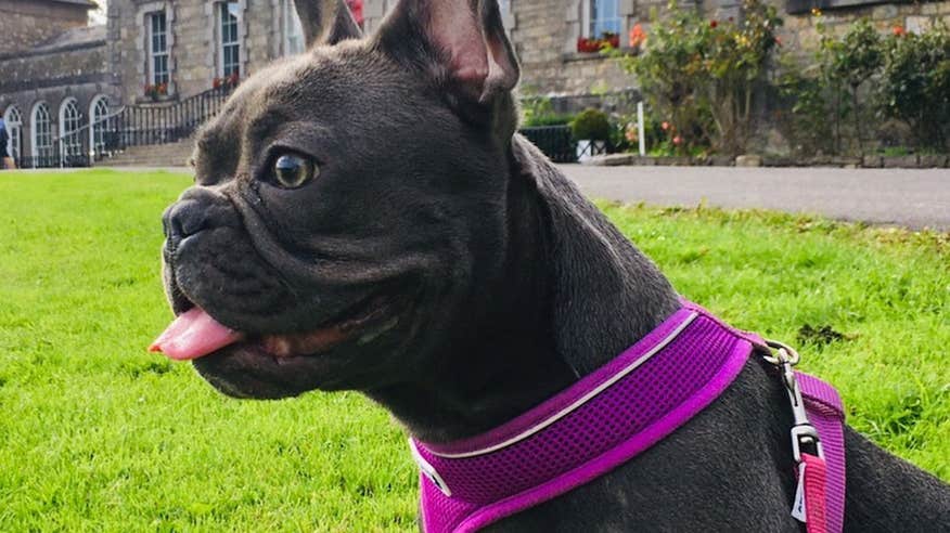 Bring your best friend to the stunning boutique hotel at Bellinter House.