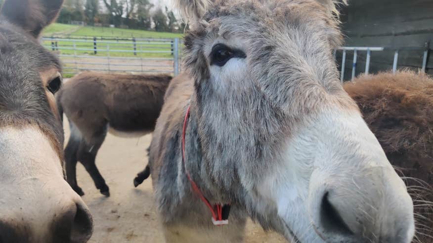 Donkeys at the Donkey Sanctuary in Mallow, Co Cork